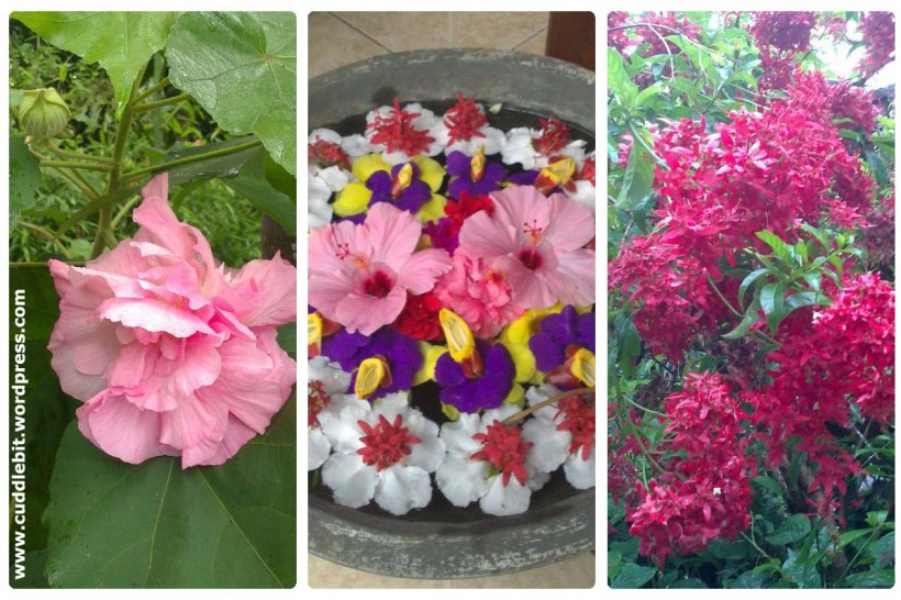flowers at Balai Indang